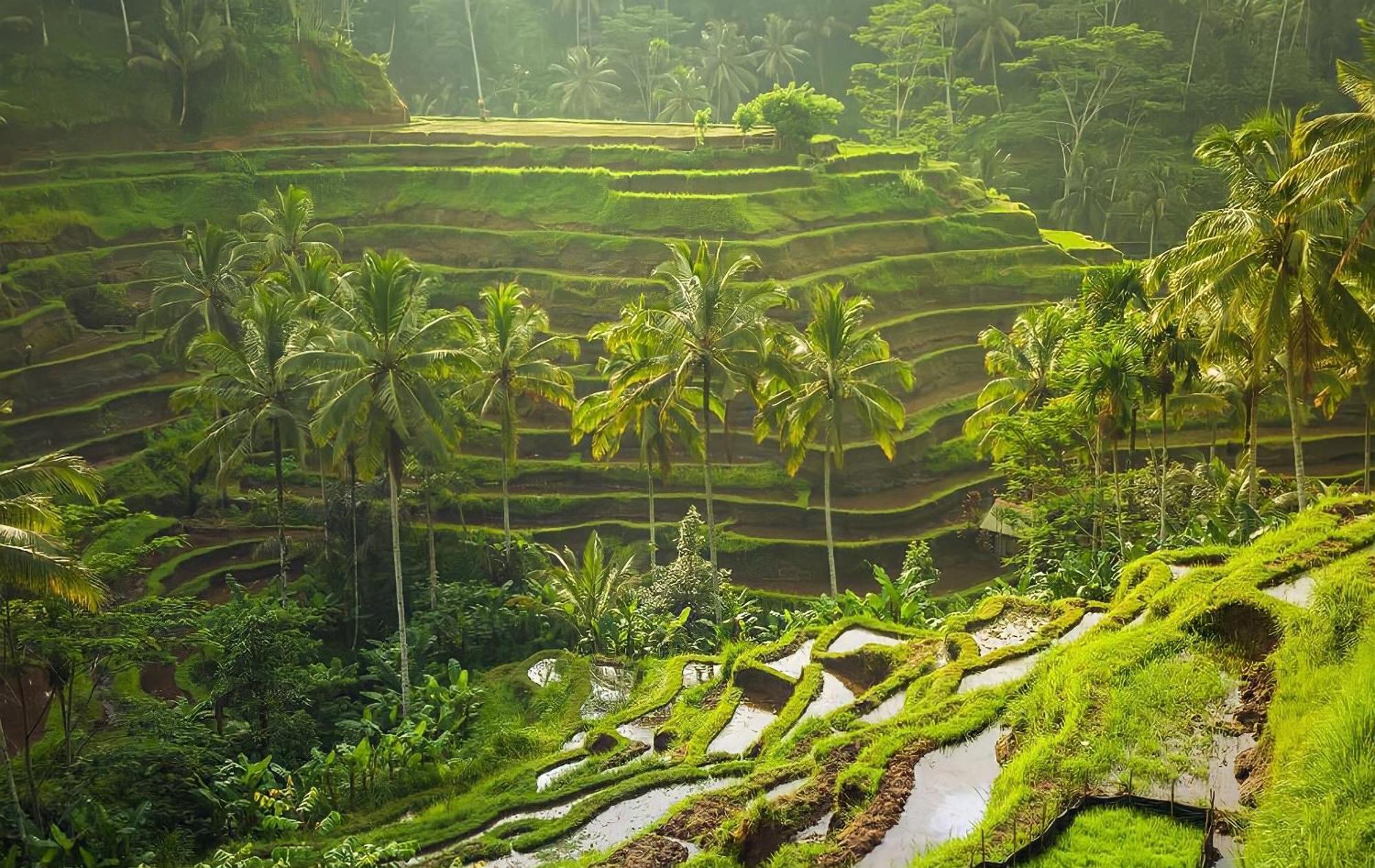 Royal Jj Ubud Resort & Spa Exterior photo